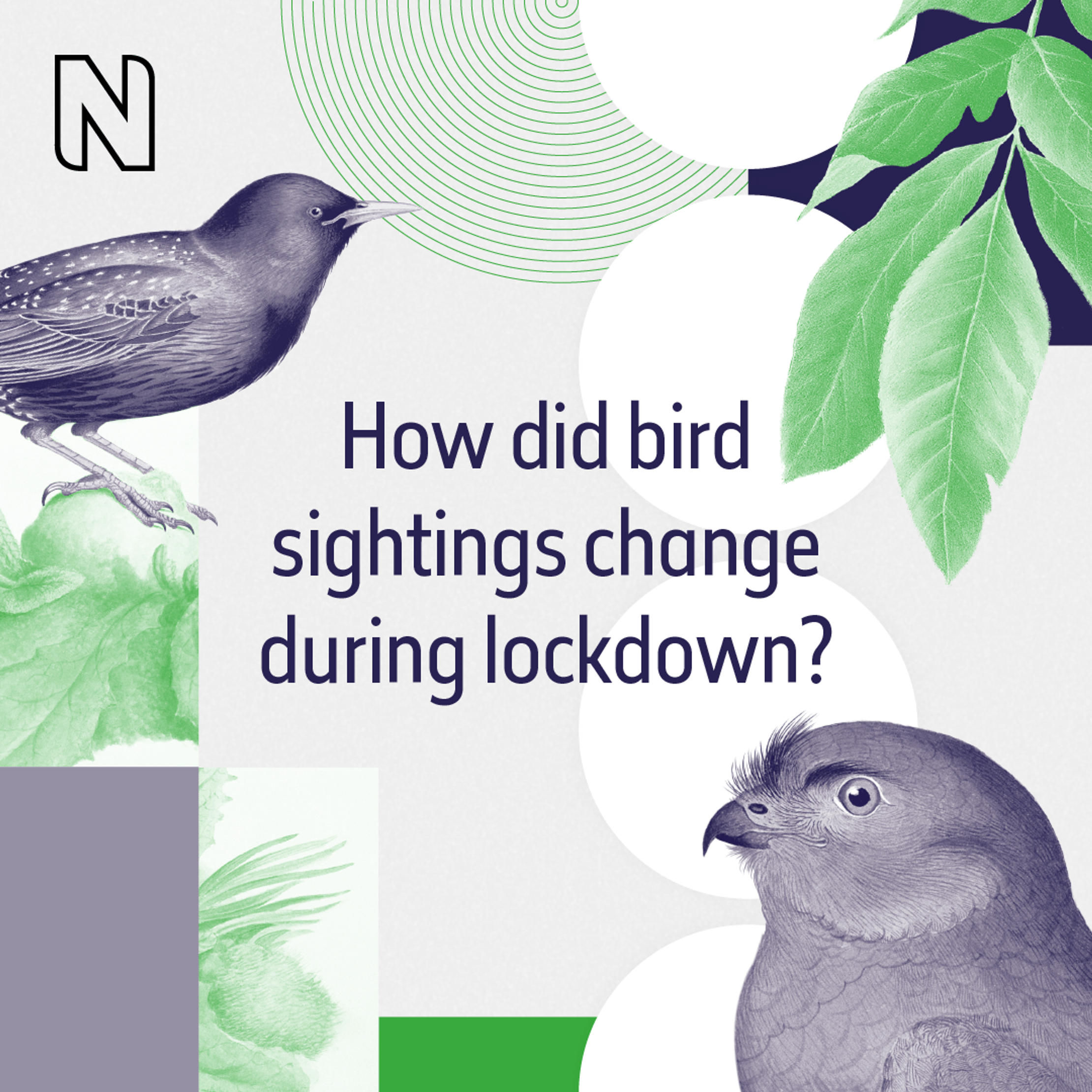 A square graphic with the text 'How did bird sightings change during lockdown?' It includes two illustrations of birds from the Natural History Museum's image library. Other collaged graphics include leaves and circles.