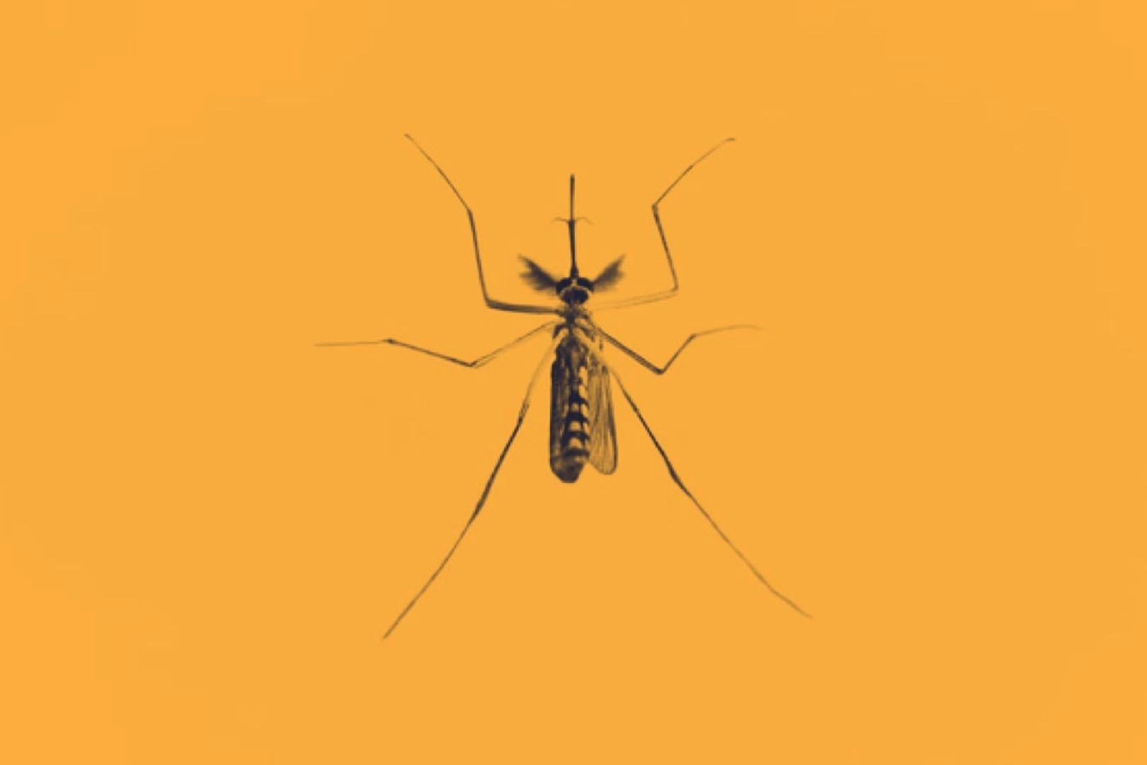 A close up image of a mosquito that sits in the centre of a plain orange background.