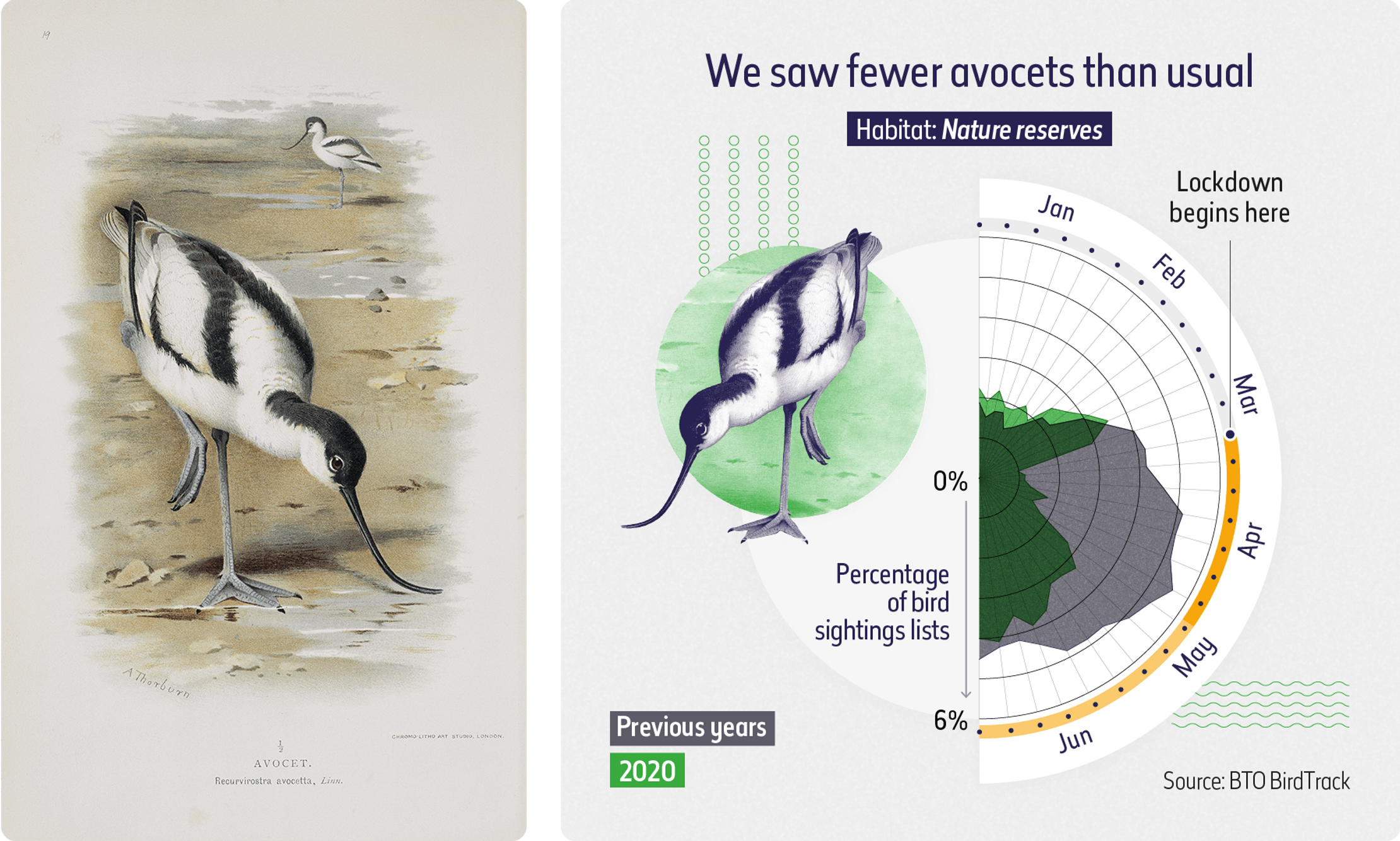A radar chart showing the percentage of bird sighting lists noting avocets, which are typically seen in Nature reserves' in the first half of 2020. It shows a significant drop in sightings compared to previous years, especially in March and April 2020 when UK lockdowns first began. 