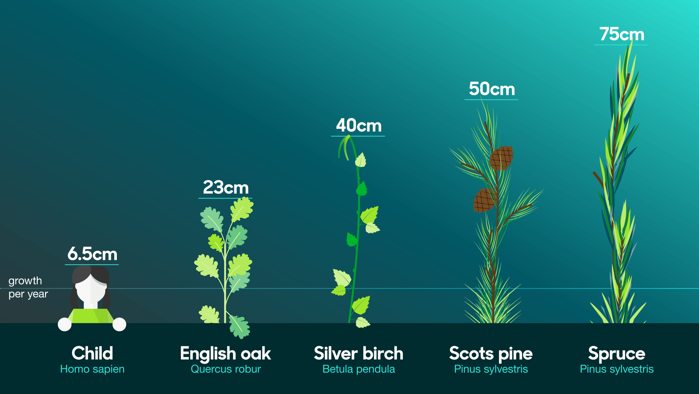 A graphic comparing how much different plants grow per year with a human child's average growth per year for comparison. While a child grows at 6.5 centimetres per year, the four plants shown all grow more than this, with spruce growing 75 centimetres in the same time period.