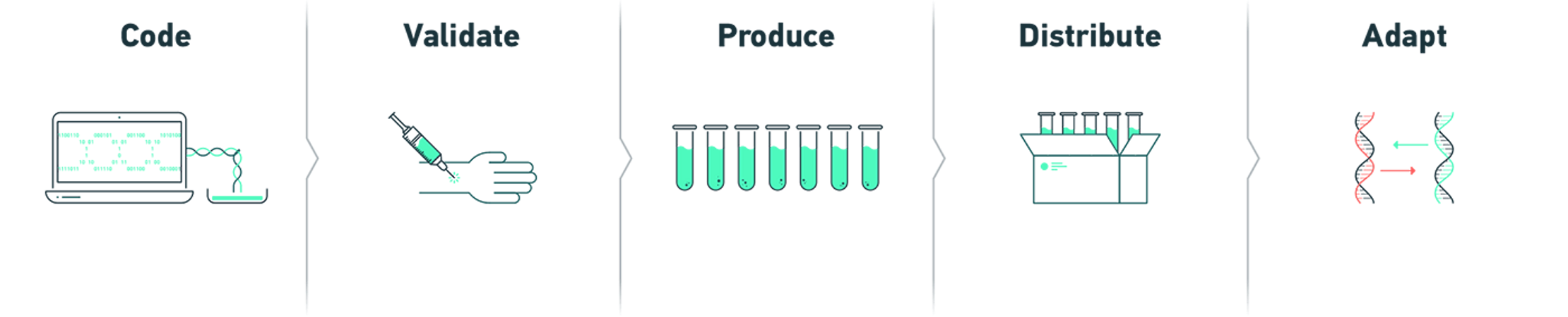 An illustrated proess for developing a vaccine. It goes as follows: Code, validate, produce, distribute and finally adapt.
