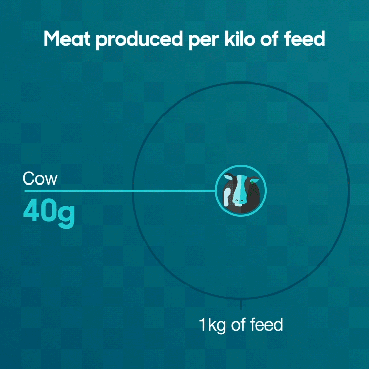 An animated graphic showing the meat produced per kilo of feed rearing different animals. It shows a cow produced 40g of meat per kilo of feed compared to 471g grams for a cricket.